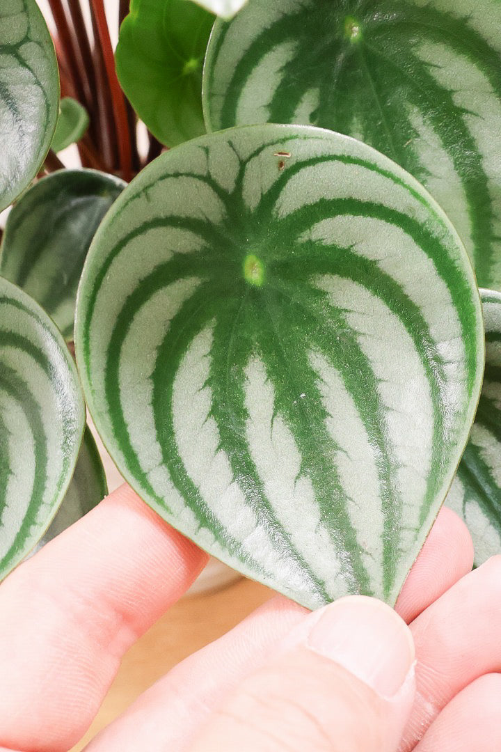 【ペペロミア サンデルシー】ボリューム満点の大き目タイプ！特別に親株を分けてもらいました！別名スイカペペロミア。縦縞がとてもかわいい人気種です！