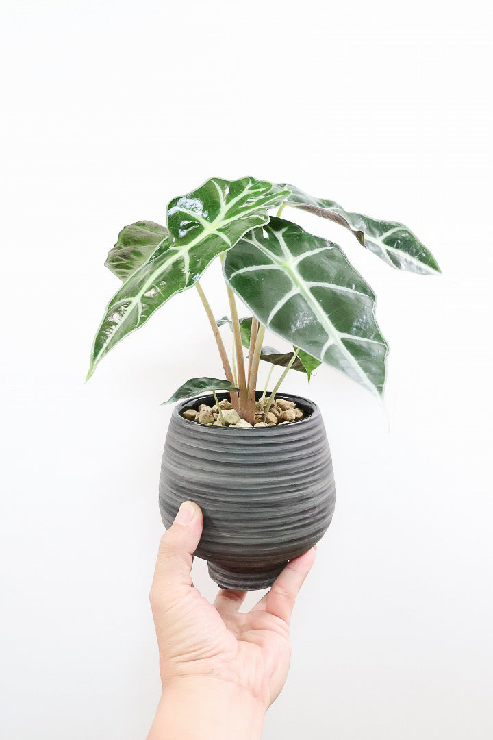 アロカシア アマゾニカWGL61955| 観葉植物の通信販売 | APEGO(アペーゴ)