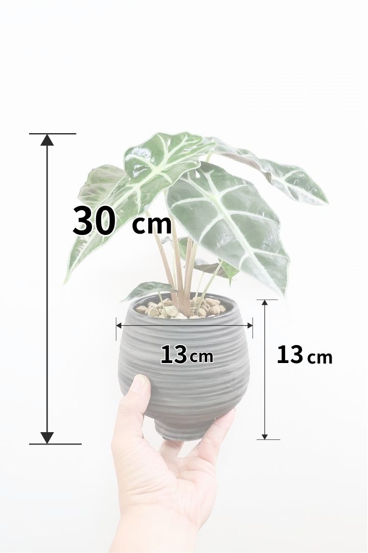 アロカシア アマゾニカWGL61955| 観葉植物の通信販売 | APEGO(アペーゴ)