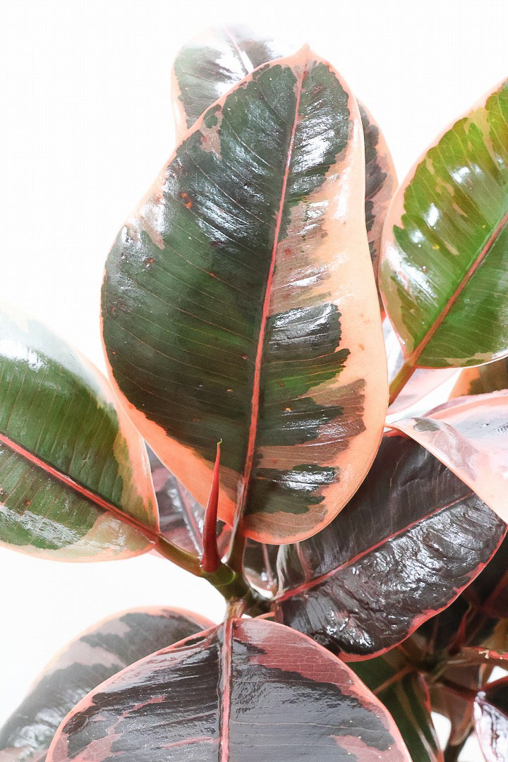【フィカス ルビー】これは素晴らしい！流れるような美しい幹！このサイズの曲樹形のものはかなり久々の入荷です！いい葉色しています！
