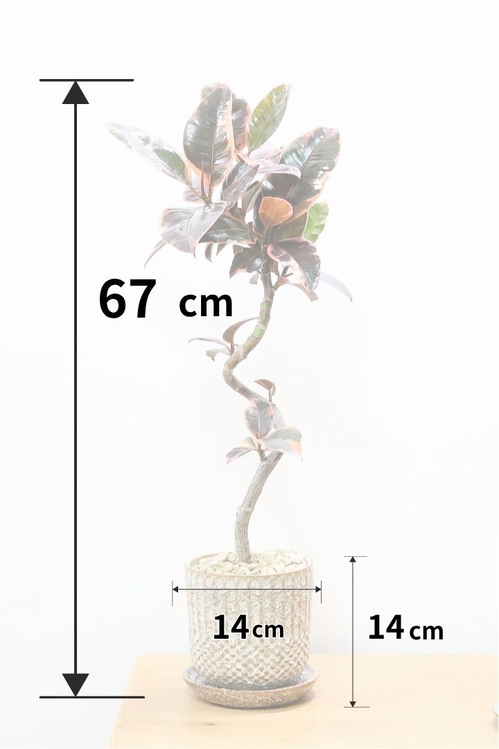 ゴムの木の挿し木、成功のカギは「水」にあり| 観葉植物の基礎知識|APEGO