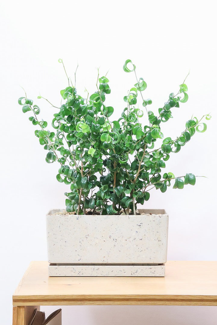 【ベンジャミン バロック】かわいい長方形のプラスチックPOT。人気のスタイルが再入荷しました！