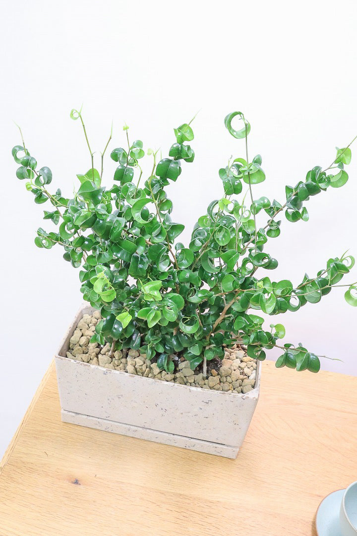 【ベンジャミン バロック】かわいい長方形のプラスチックPOT。人気のスタイルが再入荷しました！