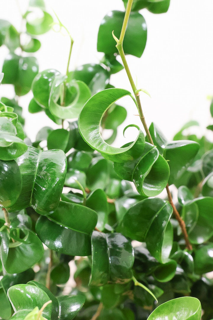 【ベンジャミン バロック】かわいい長方形のプラスチックPOT。人気のスタイルが再入荷しました！