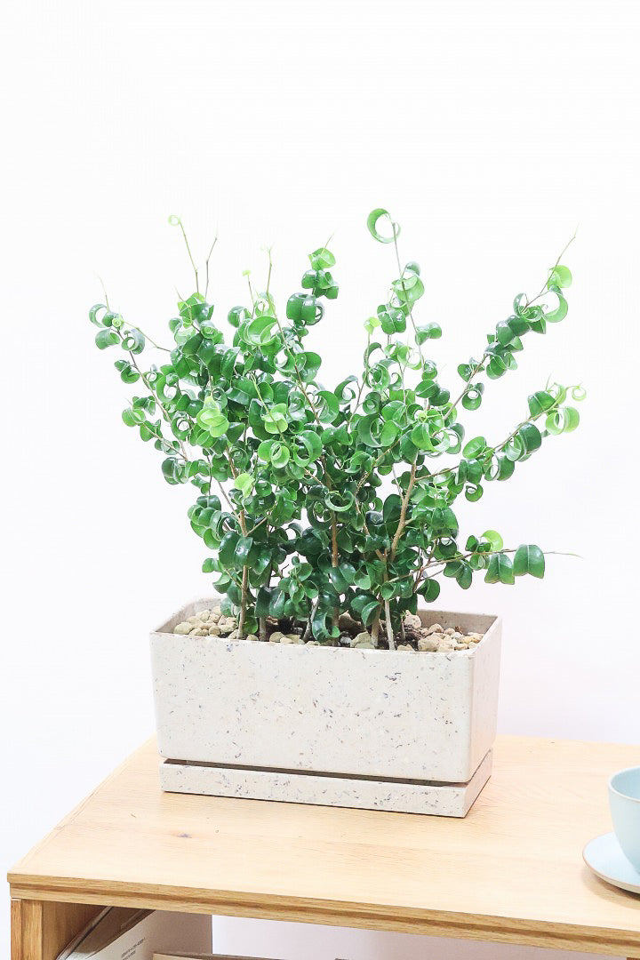 【ベンジャミン バロック】かわいい長方形のプラスチックPOT。人気のスタイルが再入荷しました！