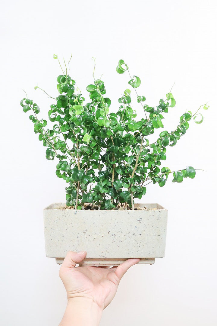 【ベンジャミン バロック】かわいい長方形のプラスチックPOT。人気のスタイルが再入荷しました！