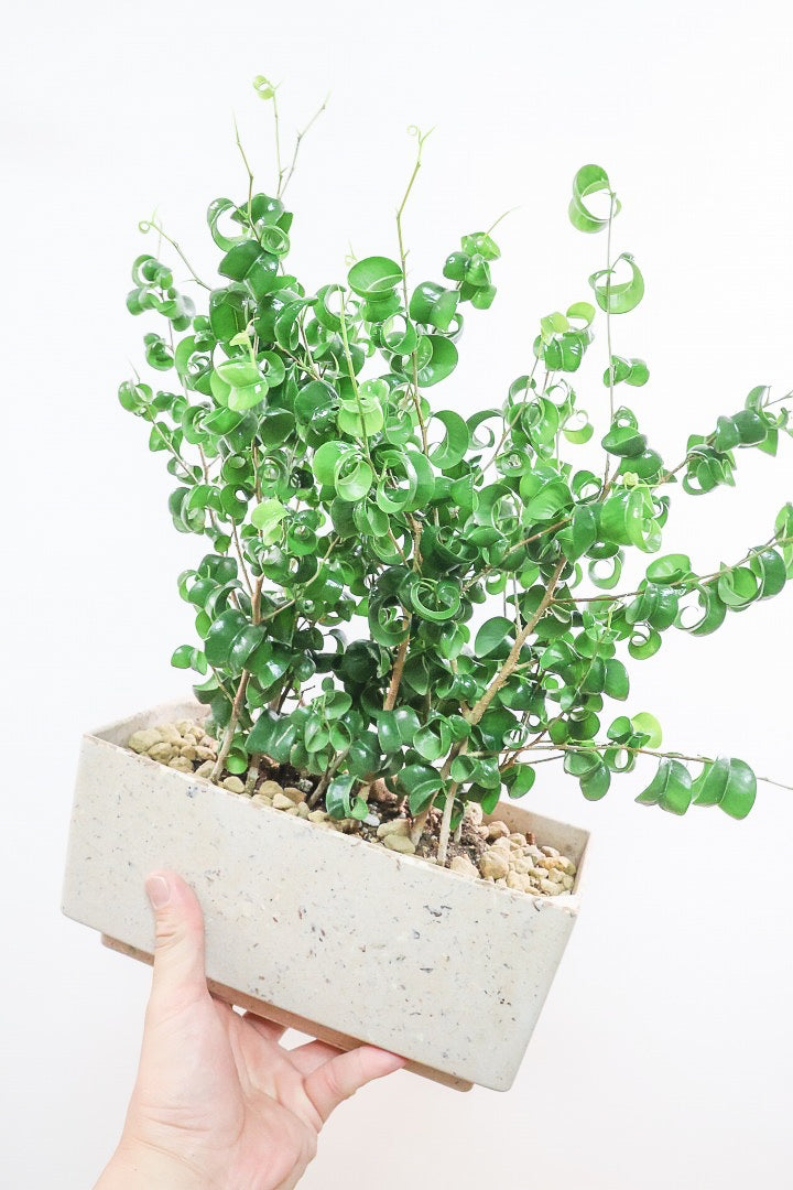 【ベンジャミン バロック】かわいい長方形のプラスチックPOT。人気のスタイルが再入荷しました！
