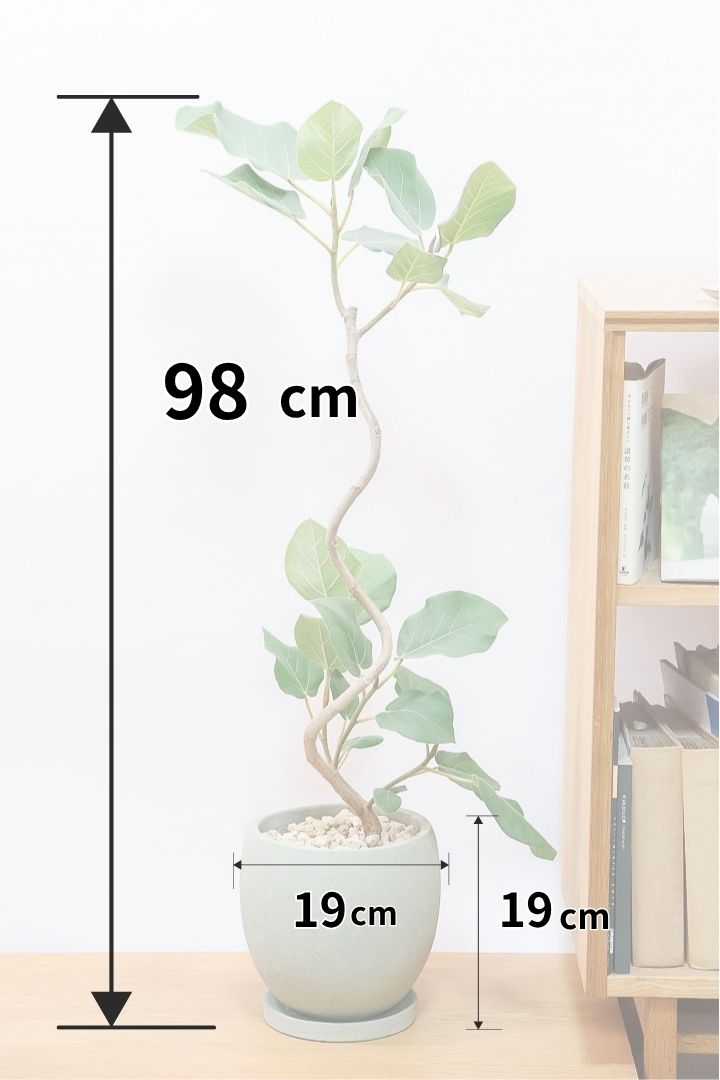 フィカス エベレストGR61968| 観葉植物の通信販売 | APEGO(アペーゴ)