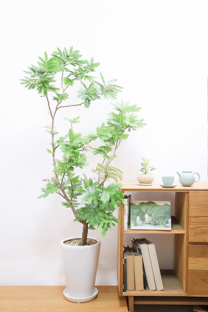 エバーフレッシュW61971| 観葉植物の通信販売 | APEGO(アペーゴ)