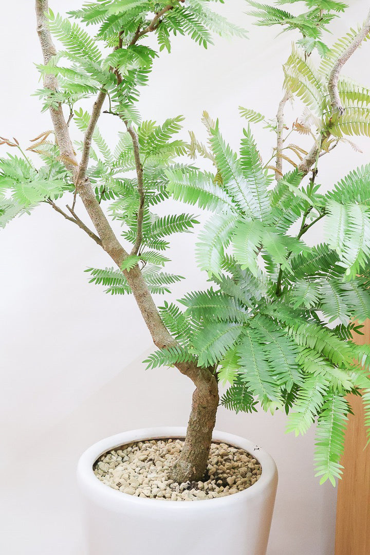 エバーフレッシュW61971| 観葉植物の通信販売 | APEGO(アペーゴ)