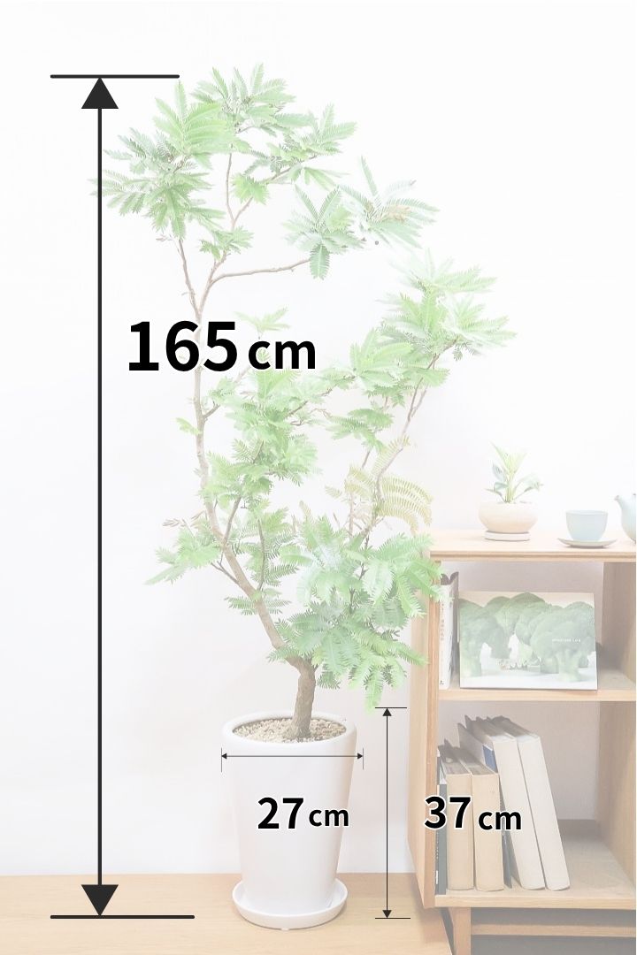 【エバーフレッシュ】BIGな165cm！当店の取り扱いでは最大級に大きいサイズだと思います！大き目をお探しの方はぜひ！
