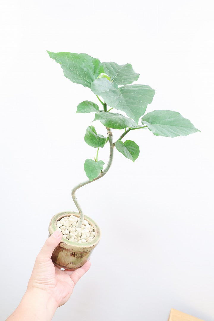 【ウンベラータ】このサイズはすごい！このサイズ感でここまできれいにカーブした幹は希少ですよ！