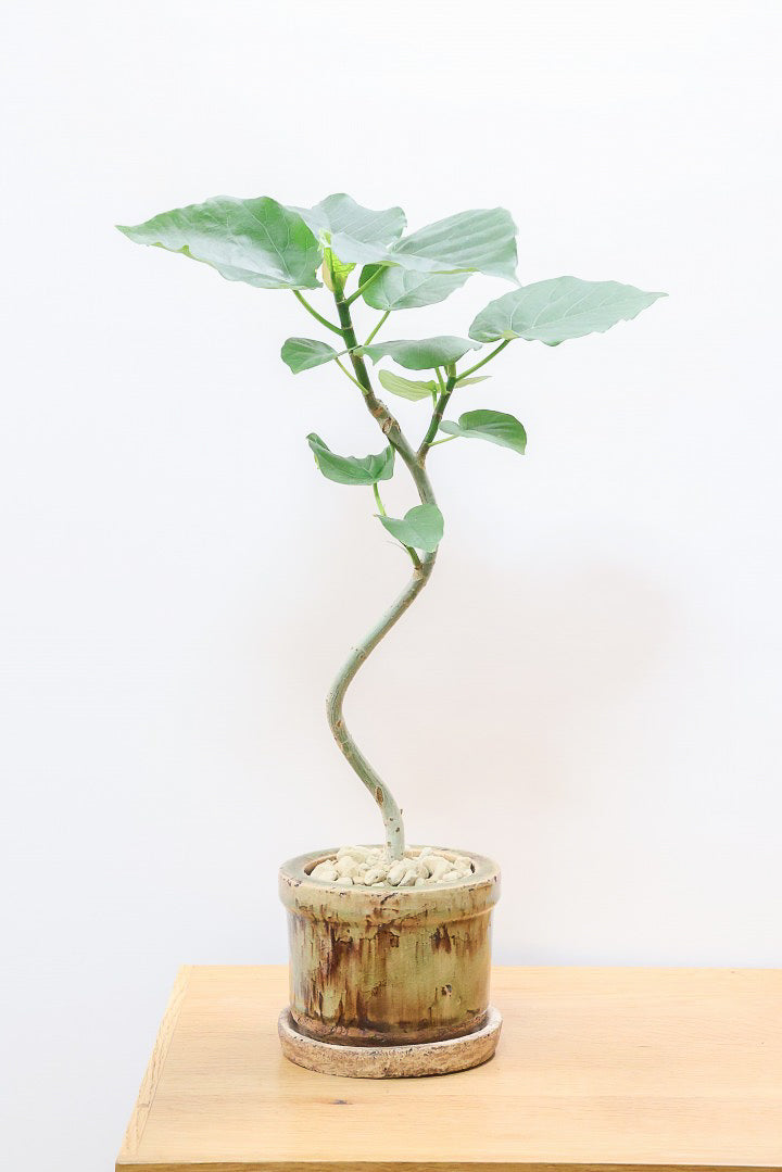 【ウンベラータ】このサイズはすごい！このサイズ感でここまできれいにカーブした幹は希少ですよ！