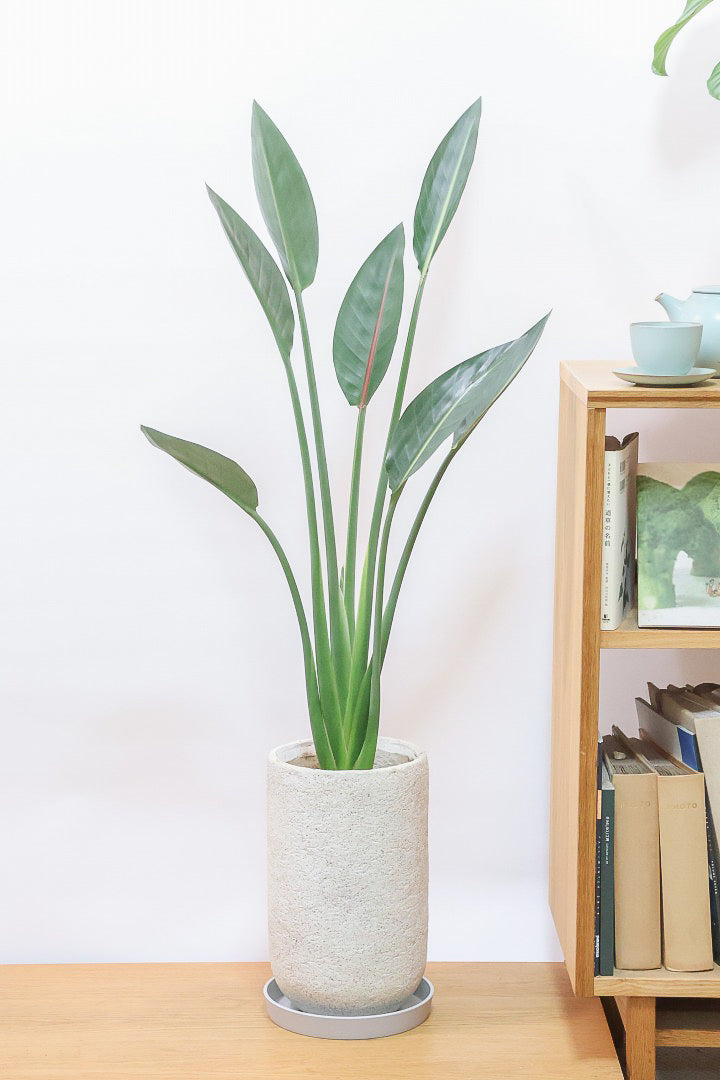 12,001円～30,000円| 観葉植物の通信販売 | APEGO(アペーゴ)
