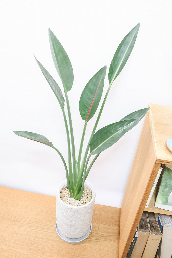 【ストレチア レギネ】最高のバランス！ロングPOTもスタイリッシュなので植物との相性がいい！