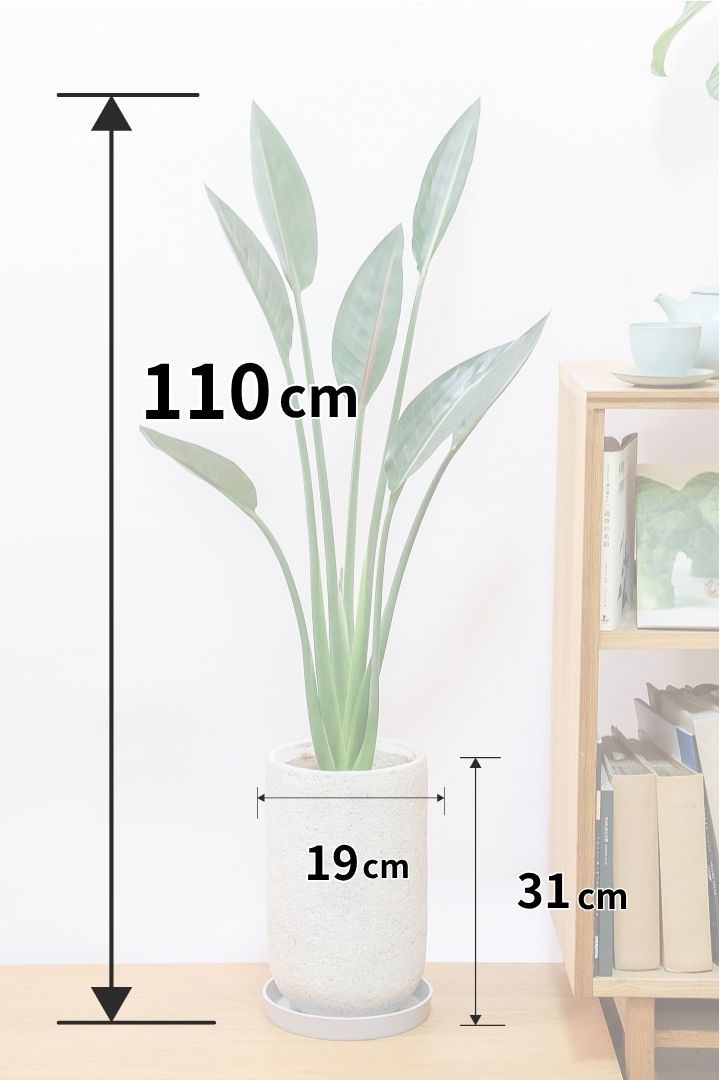 【ストレチア レギネ】最高のバランス！ロングPOTもスタイリッシュなので植物との相性がいい！