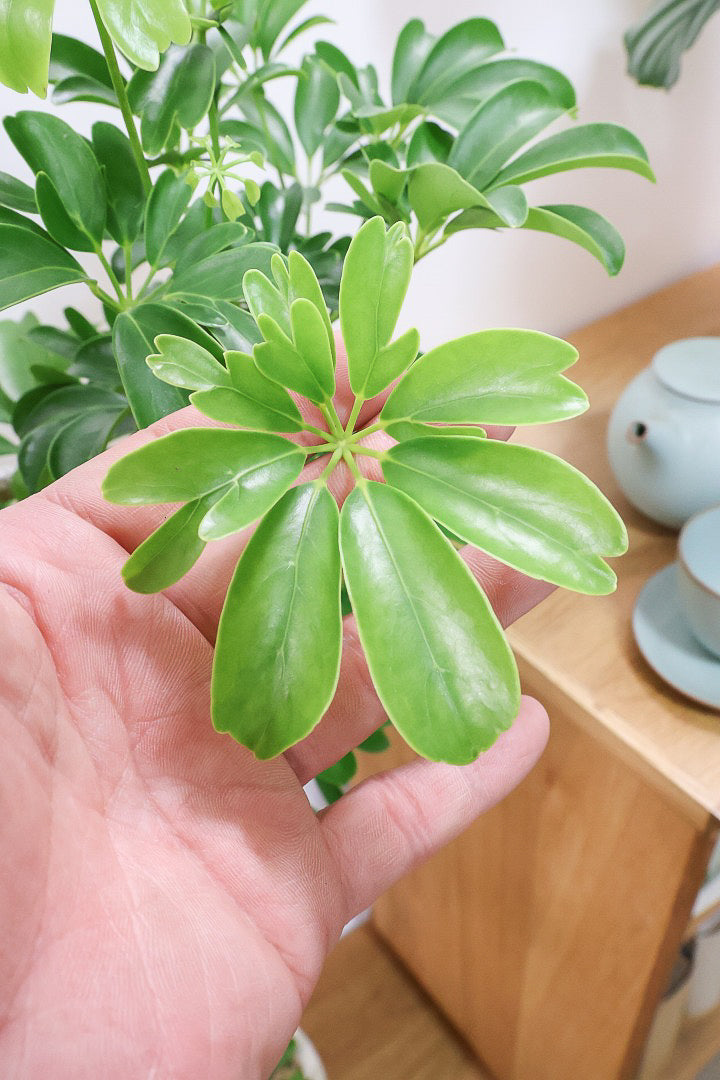 【シェフレラ レナータ】温暖な鹿児島県指宿市で育てられたとても美しいカーブの樹形です！これは良い樹形だと思います！