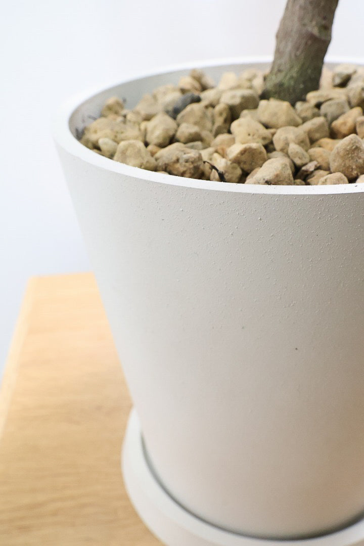 【フィカス ジン】今回は軽量なプラスチックPOTでのご提案！この葉色、いいんじゃないでしょうか？バランスもイイです！