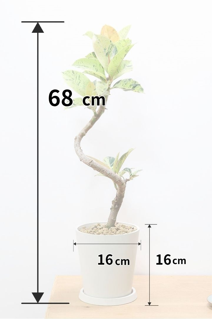 【フィカス ジン】今回は軽量なプラスチックPOTでのご提案！この葉色、いいんじゃないでしょうか？バランスもイイです！
