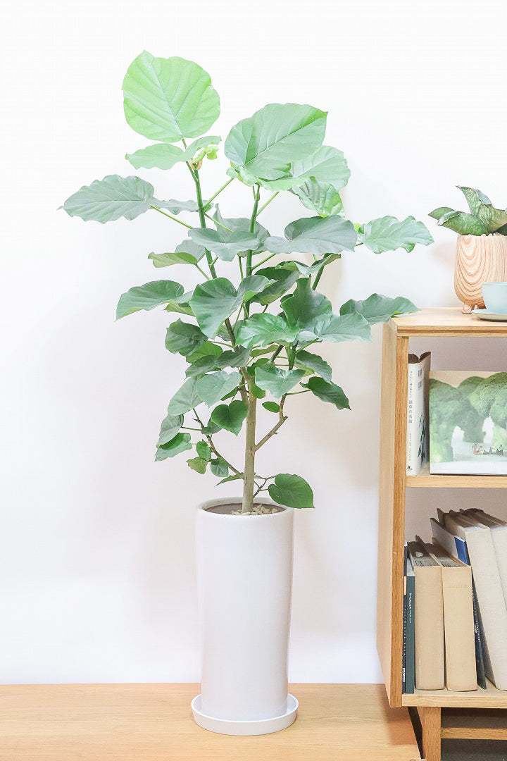 【ウンベラータ】スタイリッシュなロングPOT！ボリュームもありますので、見応えがありますよね！