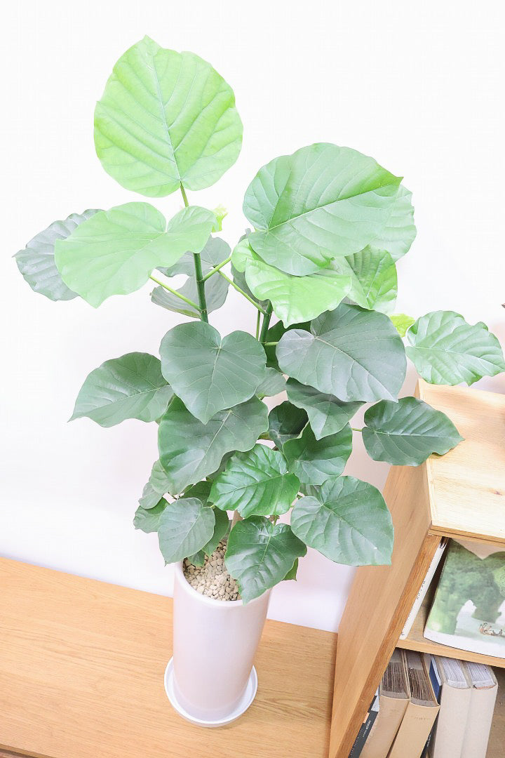 【ウンベラータ】スタイリッシュなロングPOT！ボリュームもありますので、見応えがありますよね！