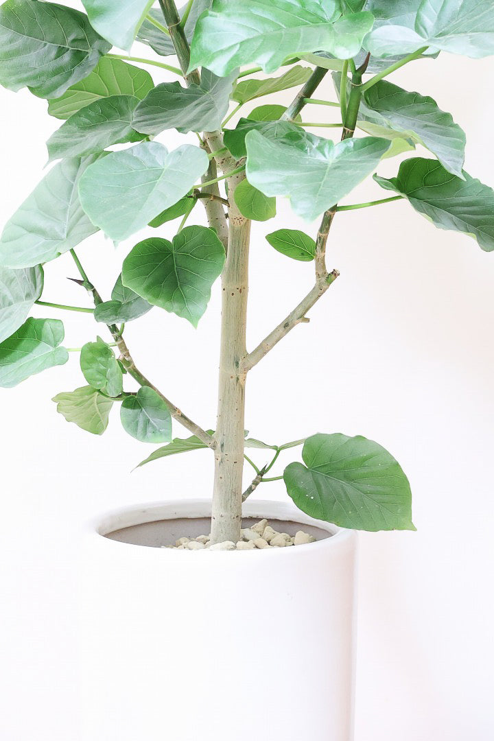 【ウンベラータ】スタイリッシュなロングPOT！ボリュームもありますので、見応えがありますよね！