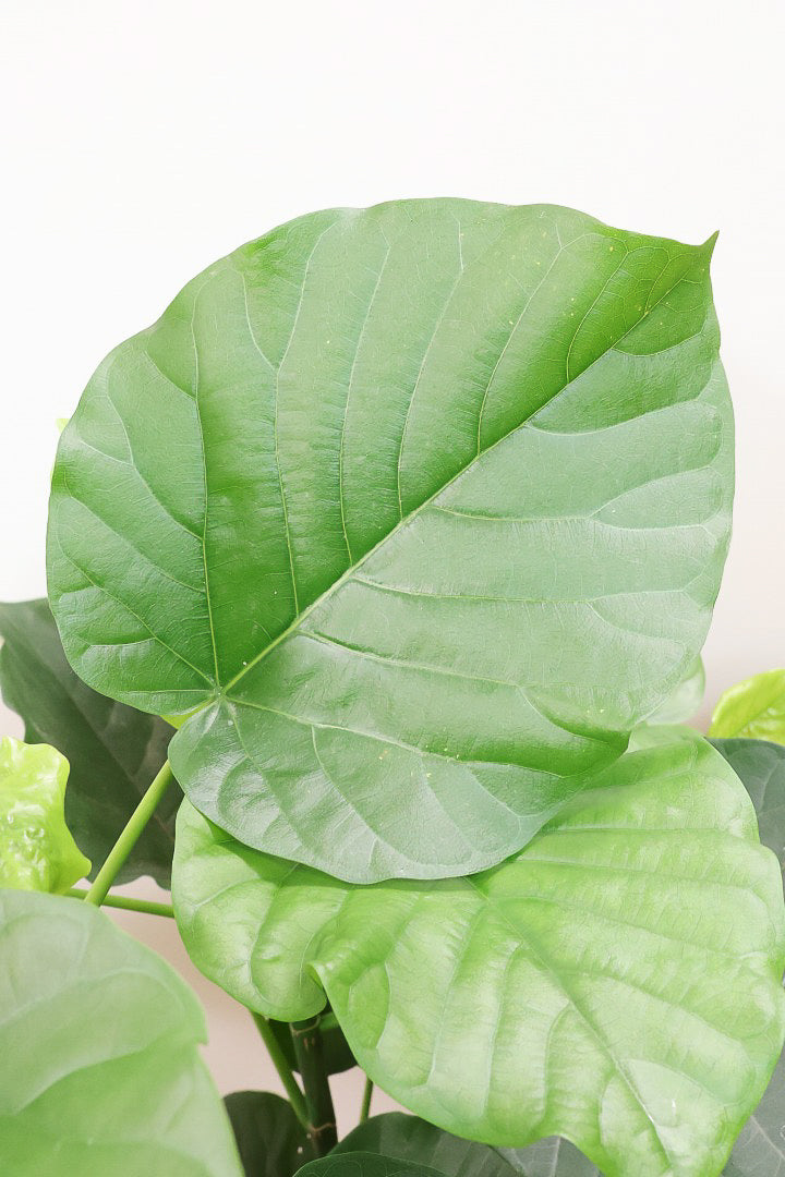 【ウンベラータ】スタイリッシュなロングPOT！ボリュームもありますので、見応えがありますよね！