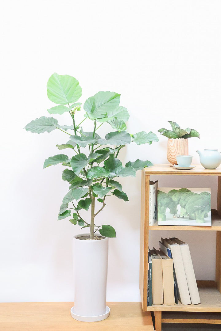 【ウンベラータ】スタイリッシュなロングPOT！ボリュームもありますので、見応えがありますよね！