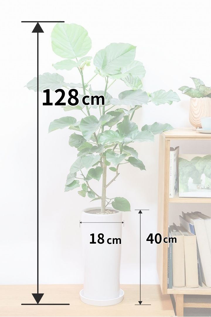 【ウンベラータ】スタイリッシュなロングPOT！ボリュームもありますので、見応えがありますよね！