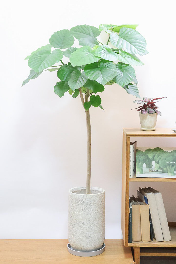 12,001円～30,000円| 観葉植物の通信販売 | APEGO(アペーゴ)