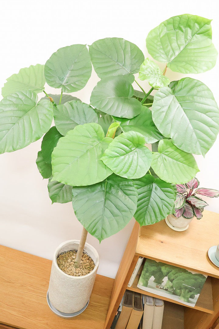 【ウンベラータ】これは幹も太くてホント良い樹形！葉の大きさもちょうどいいと思います！存在感があるのでインテリアにはピッタリ！