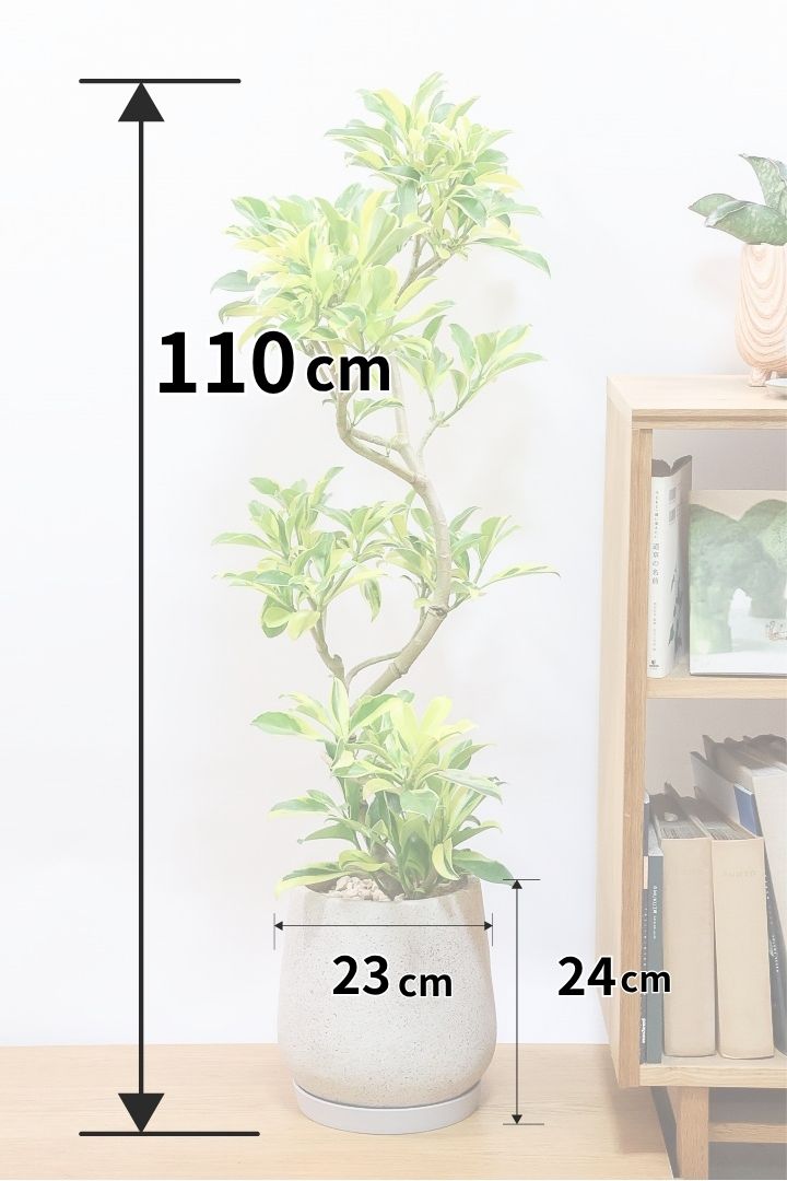 【ファグラエア バリエガタ】この個体は素晴らしい！ここまできれいな個体はレアですよ！