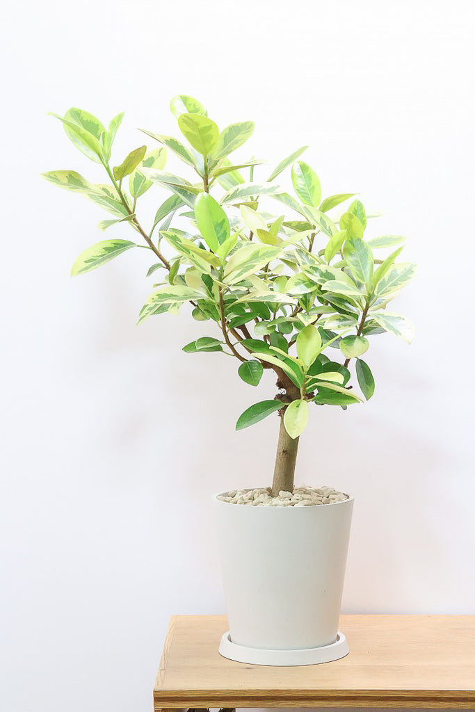 フランスゴム ユキPP61989観葉植物の通信販売 | APEGO(アペーゴ)