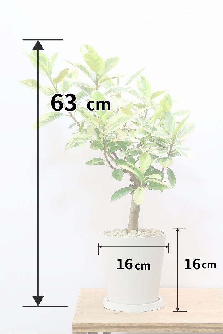 フランスゴム ユキPP61989観葉植物の通信販売 | APEGO(アペーゴ)