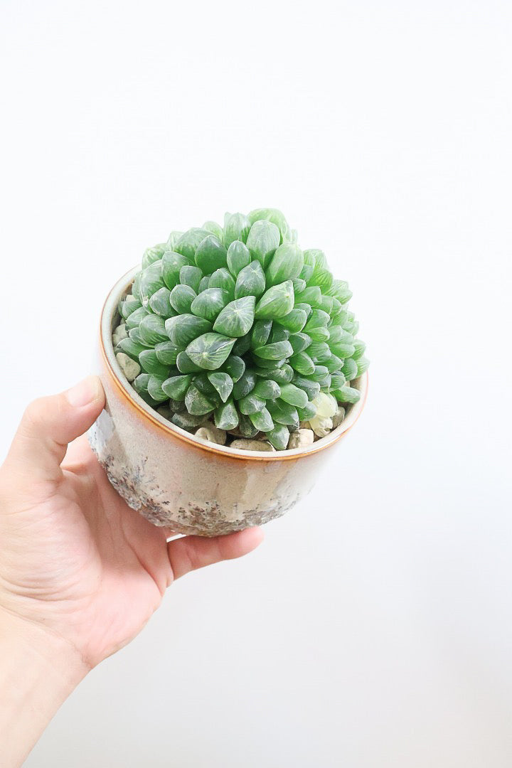 【ハオルチア オブツーサ錦】タワーのようにてんこ盛りのフォルム！APEGOでは初入荷の品種なんです！