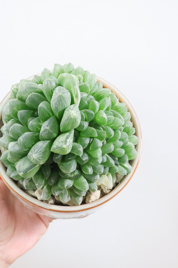 【ハオルチア オブツーサ錦】タワーのようにてんこ盛りのフォルム！APEGOでは初入荷の品種なんです！