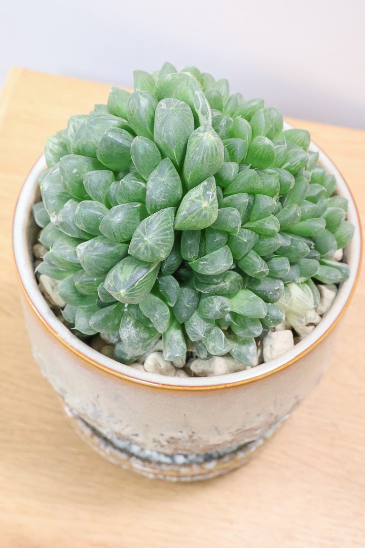 【ハオルチア オブツーサ錦】タワーのようにてんこ盛りのフォルム！APEGOでは初入荷の品種なんです！
