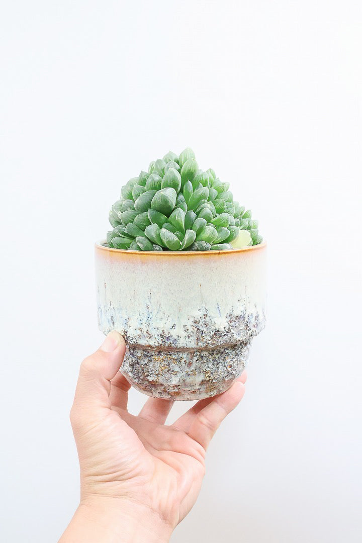 【ハオルチア オブツーサ錦】タワーのようにてんこ盛りのフォルム！APEGOでは初入荷の品種なんです！