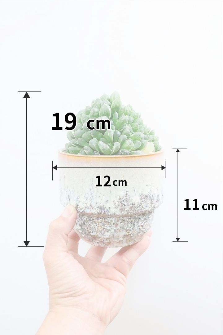 【ハオルチア オブツーサ錦】タワーのようにてんこ盛りのフォルム！APEGOでは初入荷の品種なんです！