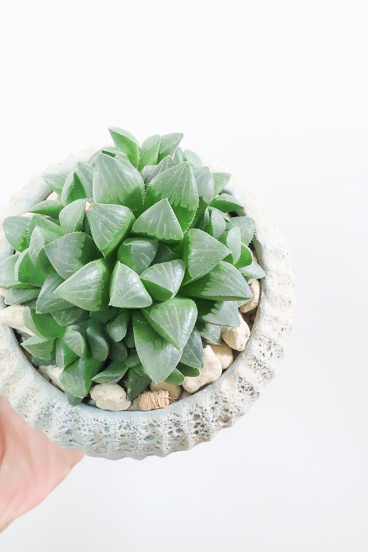 【ハオルチア 寿】意外と硬くてしっかりとした葉っぱ！APEGOでは初入荷の品種なんです！