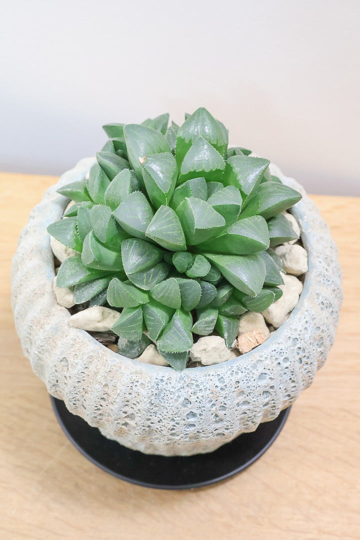 【ハオルチア 寿】意外と硬くてしっかりとした葉っぱ！APEGOでは初入荷の品種なんです！