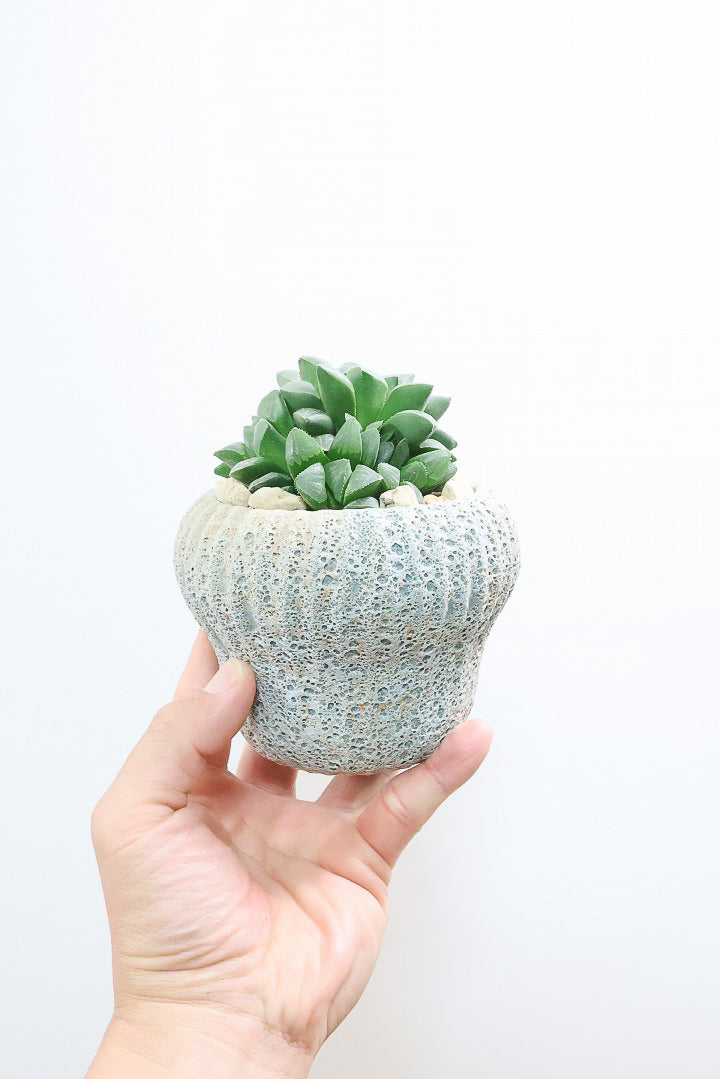 【ハオルチア 寿】意外と硬くてしっかりとした葉っぱ！APEGOでは初入荷の品種なんです！