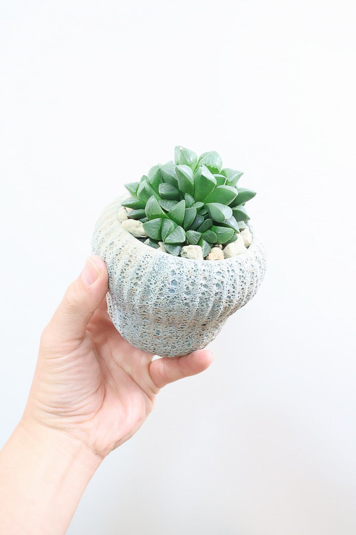【ハオルチア 寿】意外と硬くてしっかりとした葉っぱ！APEGOでは初入荷の品種なんです！
