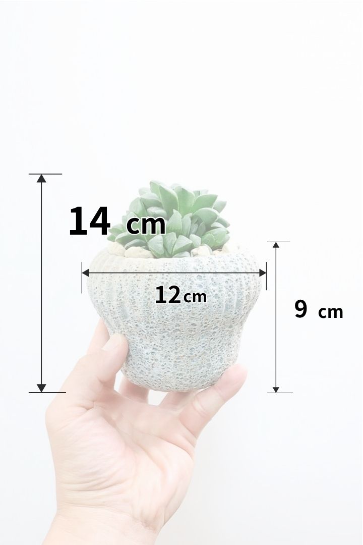 【ハオルチア 寿】意外と硬くてしっかりとした葉っぱ！APEGOでは初入荷の品種なんです！