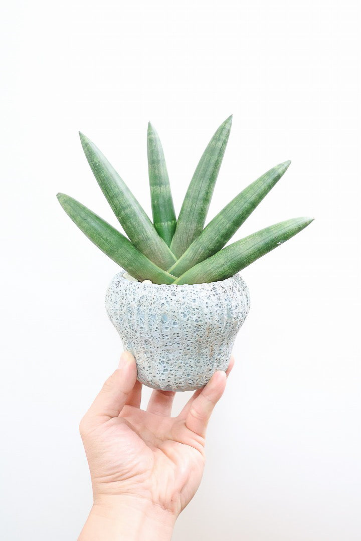 【サンスベリア ブラックボンセレンシス】大好きな品種！シブイ色合いが素敵！無骨な印象のPOTもイイ感じです！