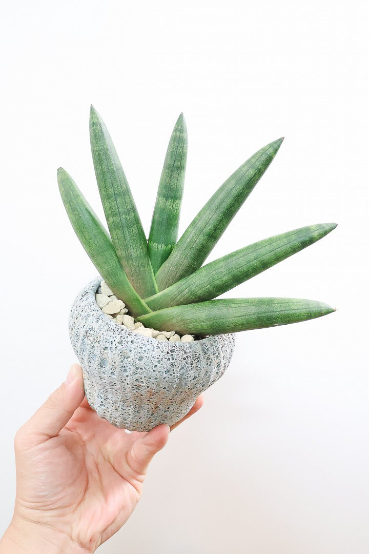 【サンスベリア ブラックボンセレンシス】大好きな品種！シブイ色合いが素敵！無骨な印象のPOTもイイ感じです！