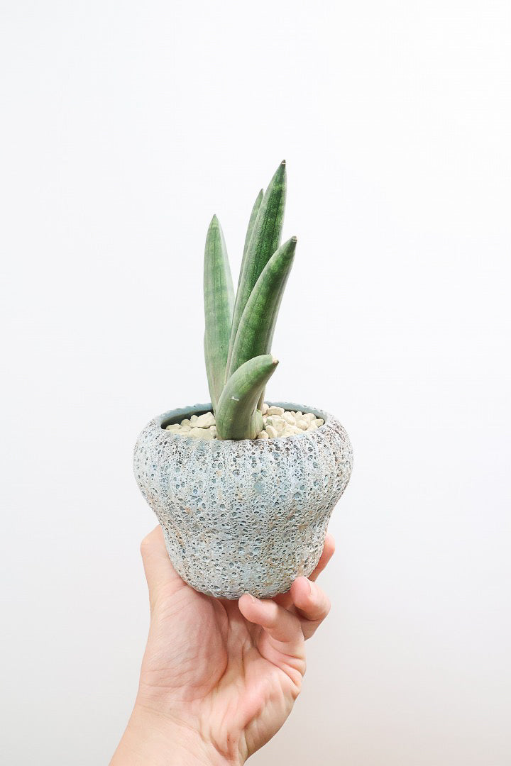 【サンスベリア ブラックボンセレンシス】大好きな品種！シブイ色合いが素敵！無骨な印象のPOTもイイ感じです！