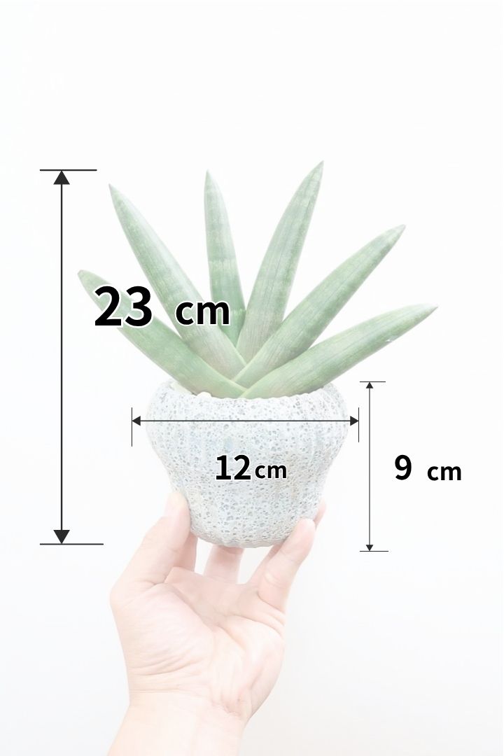 【サンスベリア ブラックボンセレンシス】大好きな品種！シブイ色合いが素敵！無骨な印象のPOTもイイ感じです！