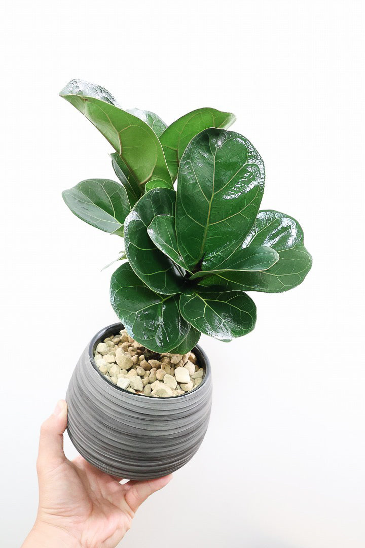【カシワバゴム バンビーノ】ダークグリーンの個性的な葉っぱ！ゴムの木の中でも育てやすい人気種です！