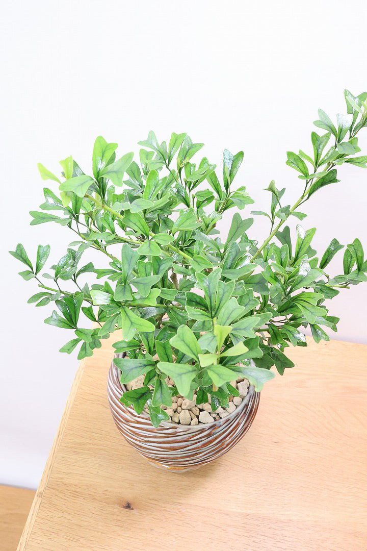 シェフレラ トライアンギュラリスAIV61998| 観葉植物の通信販売